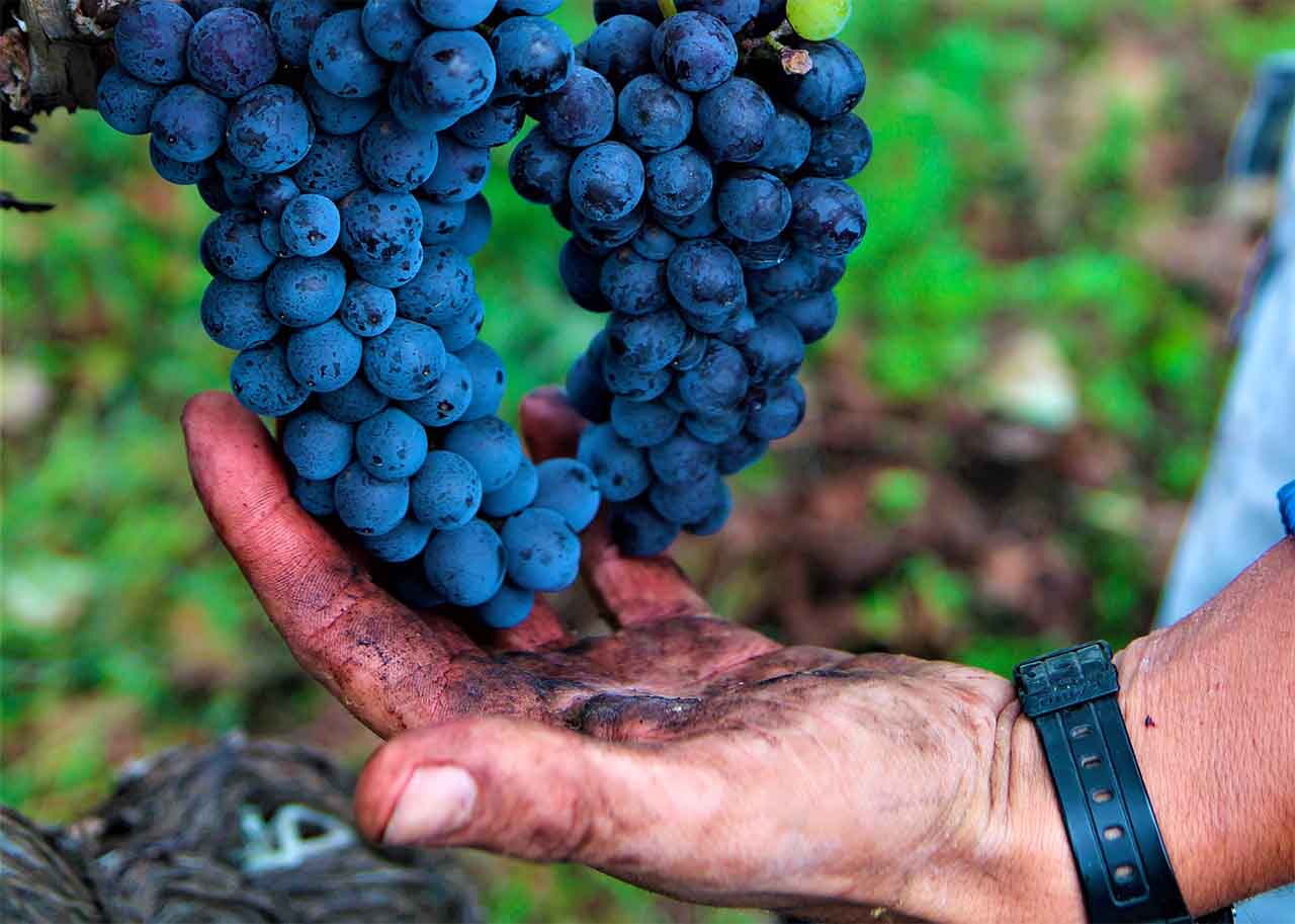 nerello mascalese